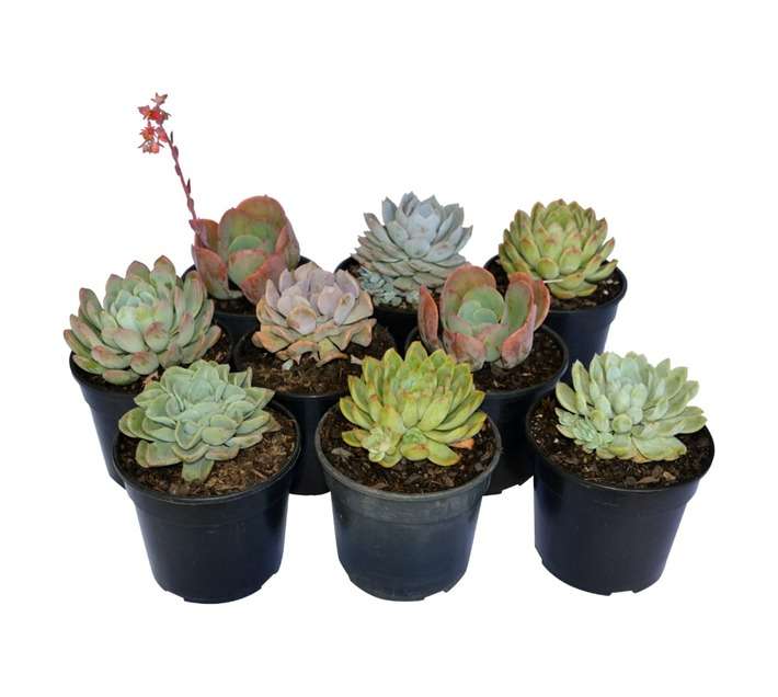 SB Echeveria Potted Plant (150mm)