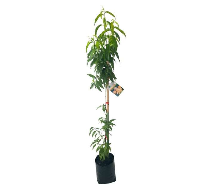 Giving Trees Kakamas Peach Fruit Tree (10L)