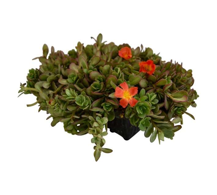 Flora Select 6 x Seedling Portulaca - Assorted (185 x 140 x 240mm)