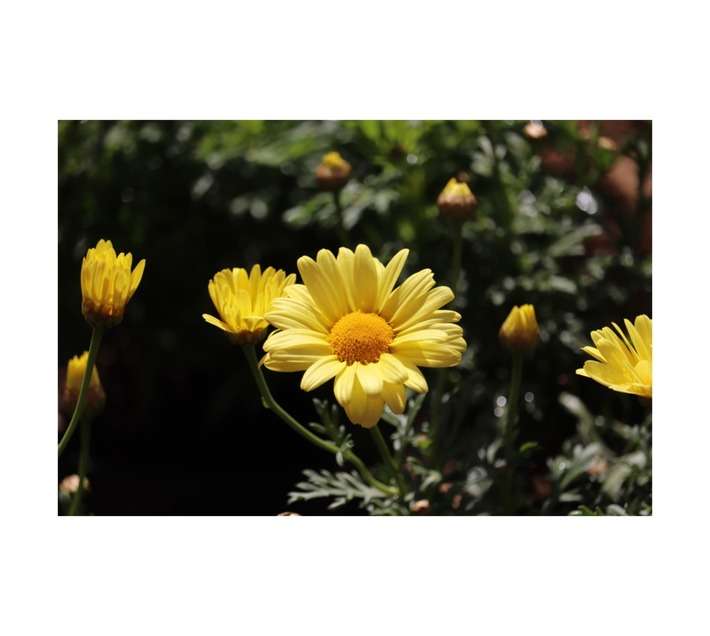 Malanseuns Argyranthemum Beauty Yellow Potted Plant (190mm)