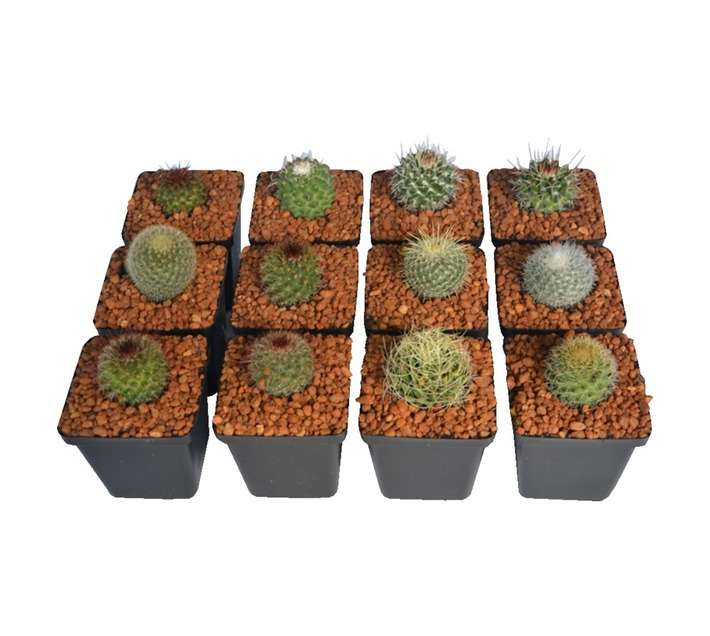 SB Cactus Potted Plant (100mm)