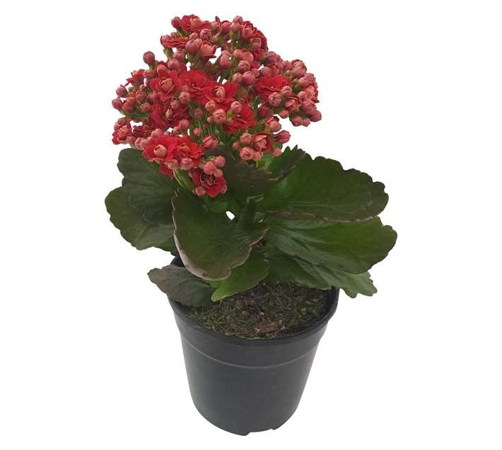 Tuberflora Calandiva Potted Plant (120mm)