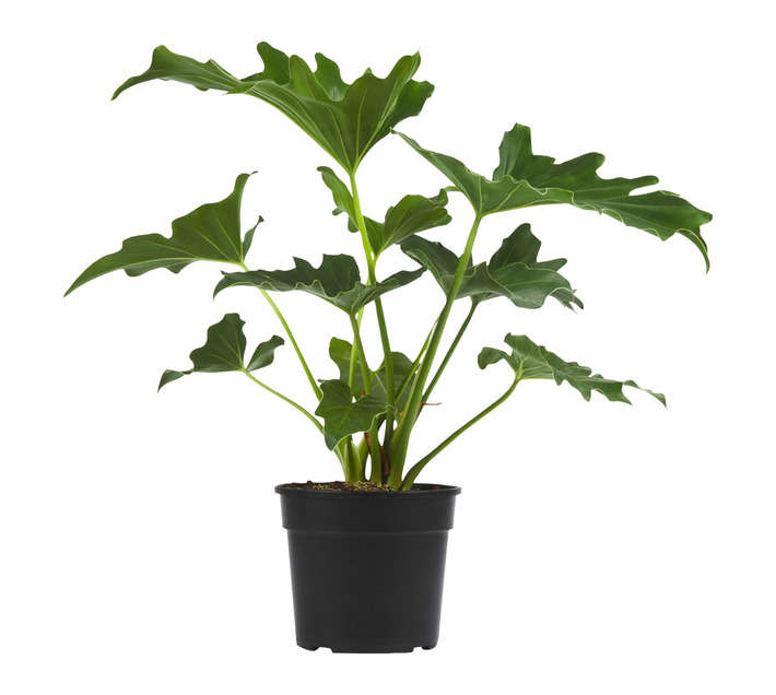 PHILODENDRON SELLOUM 15CM