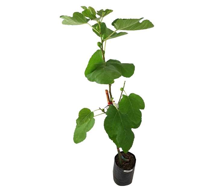 Giving Trees Kadota Fig Fruit Tree (10L)