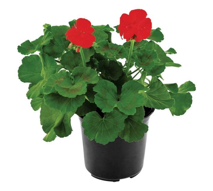 Plantimex GEZO15.5 Geranium Bush Pot (150mm)