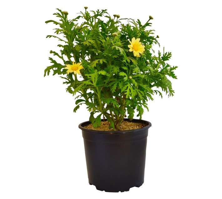 Colorweis Argyranthemum Sun Star Pot (170mm)