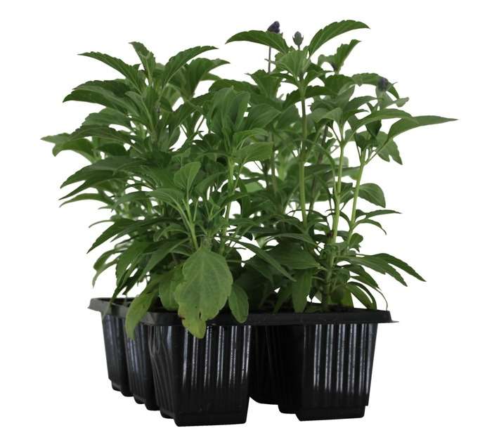 Flora Select 6 x Seedling Salvia - Assorted (185 x 140 x 240mm)
