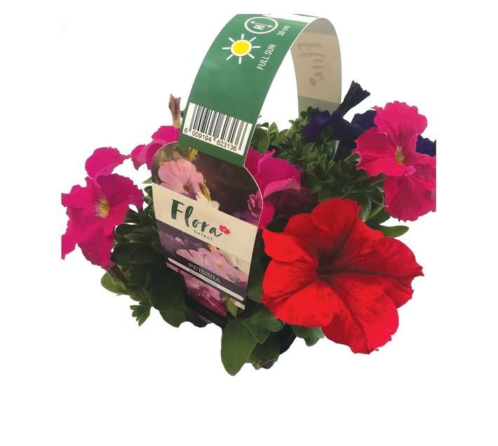 Flora Select 6 x Seedling Petunia - Assorted (185 x 140 x 240mm)