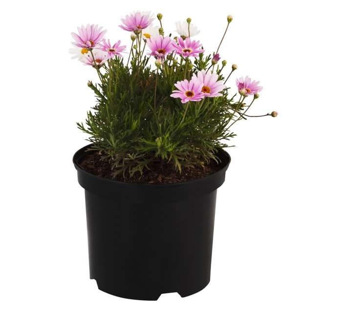 Malanseuns Argyranthemum Go Daisy Elsa Marshmallow Potted Plant (190mm)