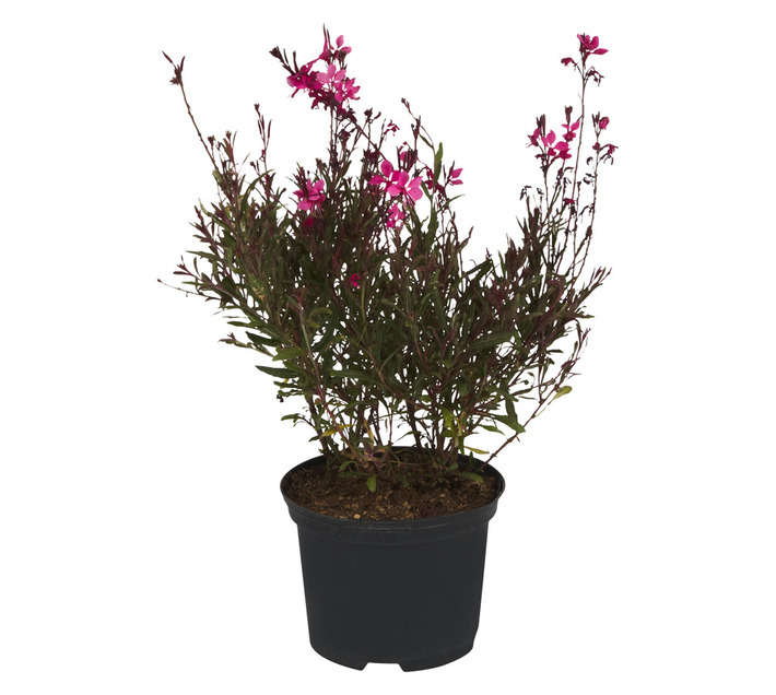 Malanseuns Gaura Belezza Dark Pink Potted Plant (170mm)