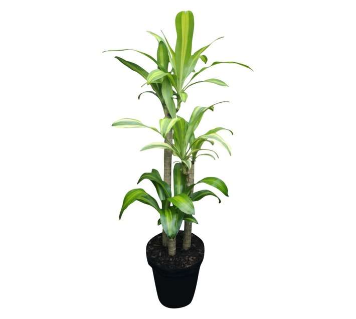 Airely Farms 3PP Dracaena Massangeana Potted Plant (300mm)