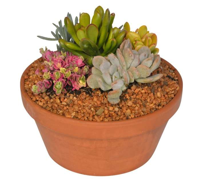 Swashbuckle Succulent Bowl - Teracotta (260mm)