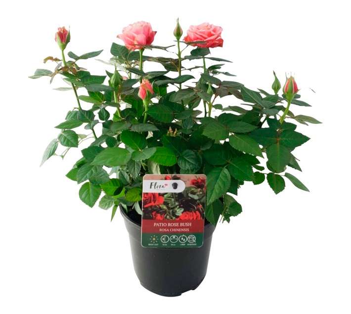 Plantimex SPAT12FS Rose Cover Pot (140mm)