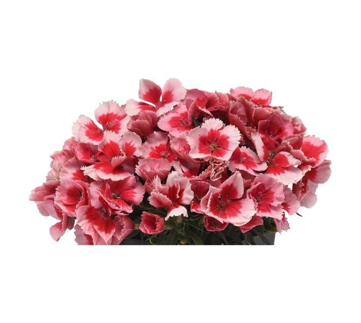 Colorweis Dianthus Corona Pot - Pink (150 x 150 x 300mm)