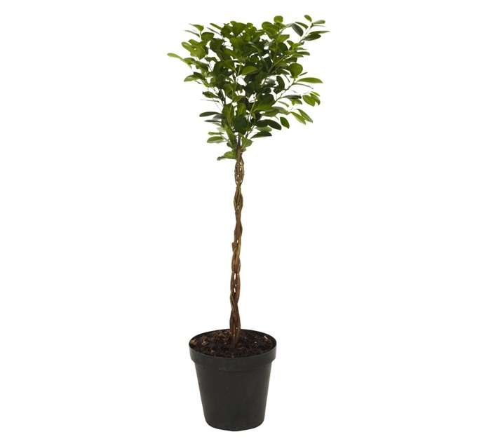 Plantimex Ficus Moclame Platted Pot (300mm)