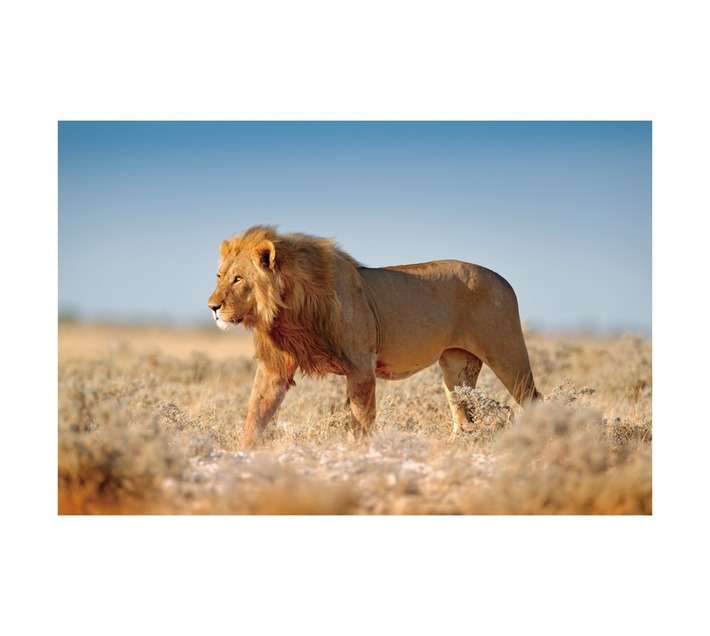 Design House Lion Canvas Print - Brown (600 x 900mm)