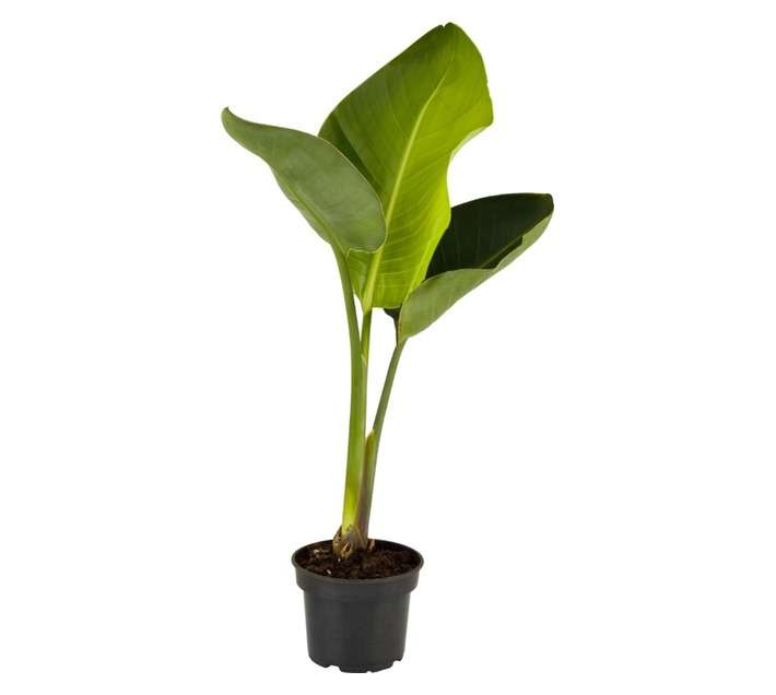 San Michell Strelitzia Nicolai Plant (140mm)
