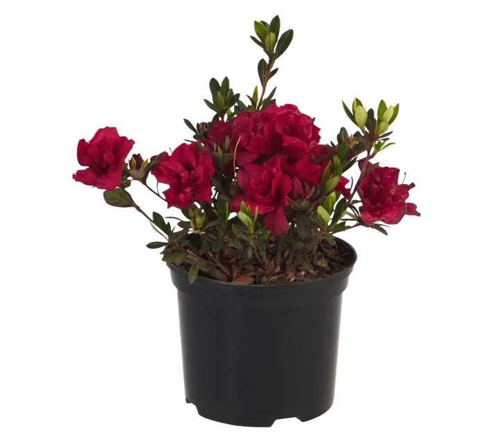 Rhododendrop x En Aut Fire PBR Pot (150mm)