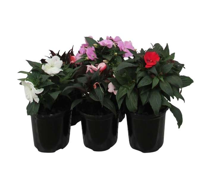 Impatiens Clockwork Assorted (15cm Pot)