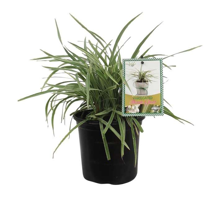 Ophiopogon Jaburan Vittatus (17cm Pot)