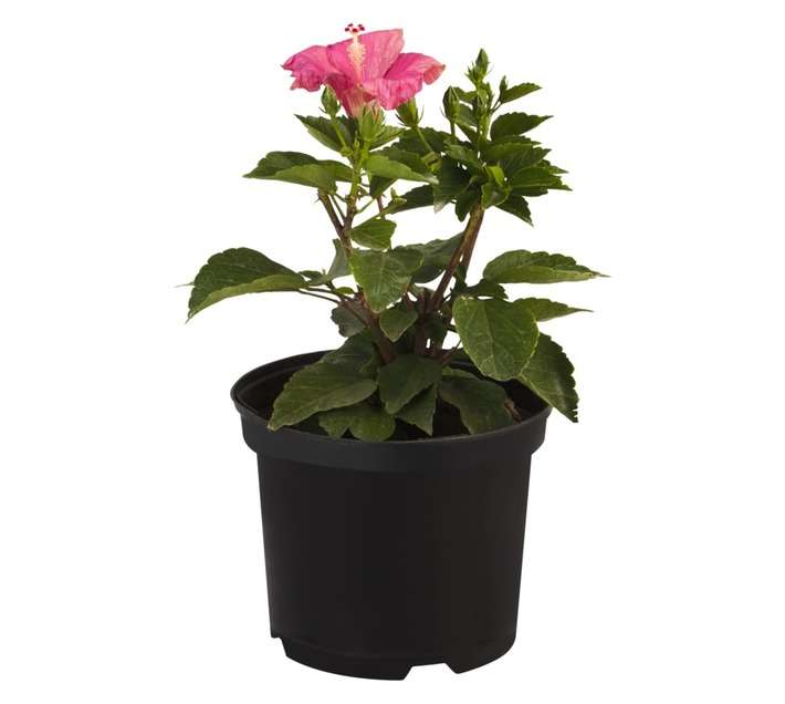 Malanseuns Hibiscus Adonicus Potted Plant (190mm)