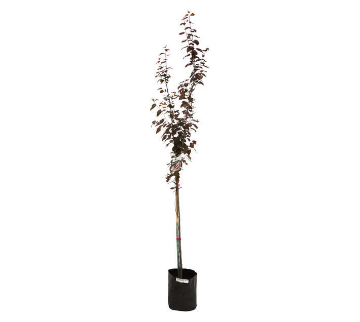Giving Trees Nigra Prunes Fruit Tree (10L)