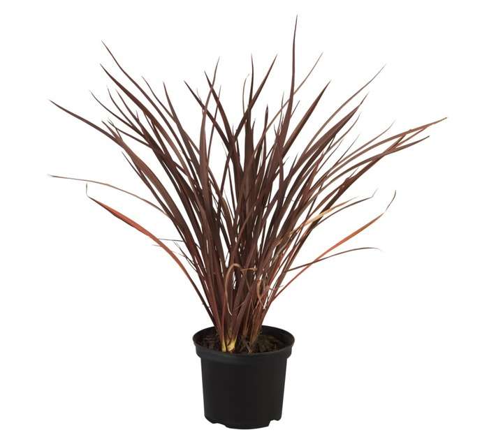 Malanseuns Phormium Shiraz Potted Plant (190mm)