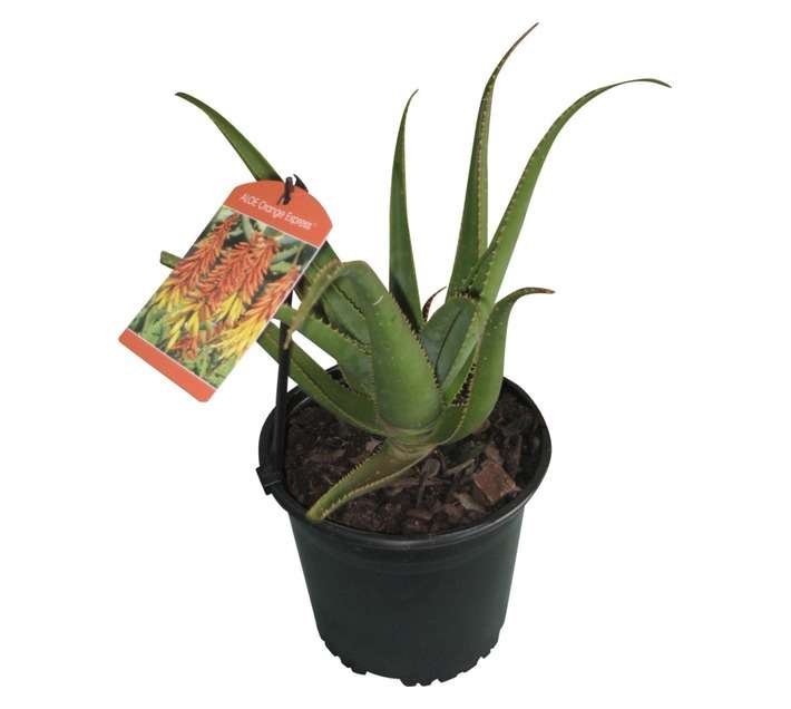 Colorweis Aloe Hybrid Pot (170mm)