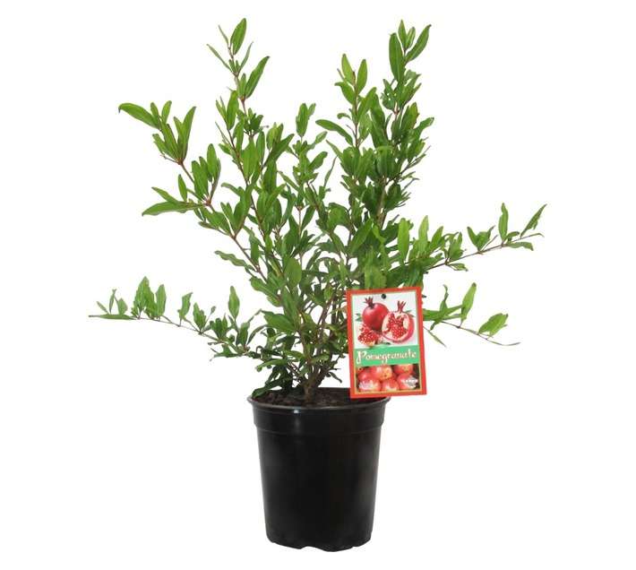 Pomegranate Wonderful (20cm Pot)