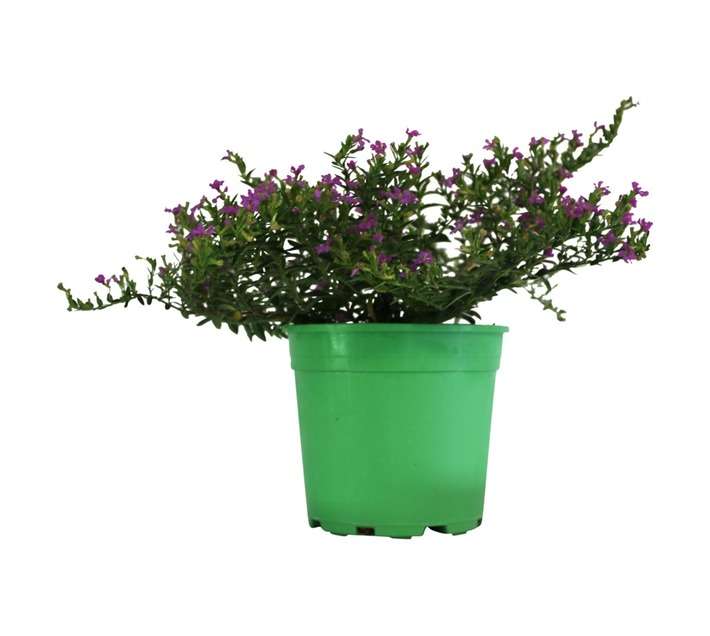 Andy Titterton Cuphea Potted Plant (150mm)
