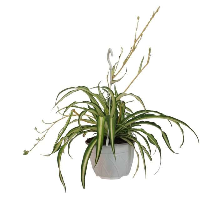 Chlorophytum Comosum Vittatum (20cm Pot)