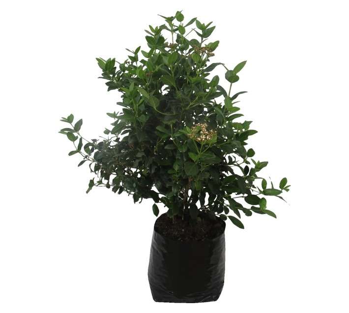 Viburnum Tinus Lucidum (20L Bag)