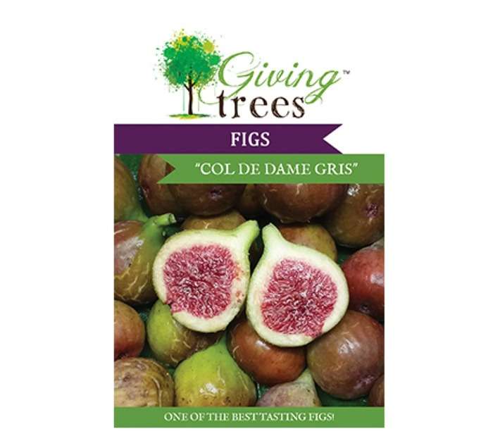 Giving Trees Fig Fruit Tree (10L)