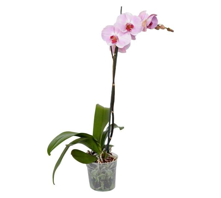 House brand FS PHAL122FS Phalaenopsis one Stem with Flora Select Tag Pot (140 x 140 x 700mm)