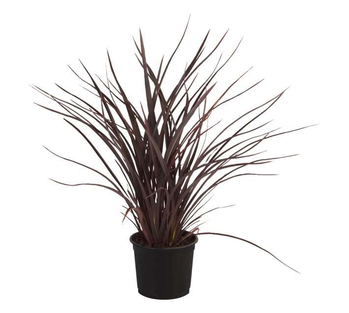 Malanseuns Phormium Ruby Tuesday Potted Plant (190mm)