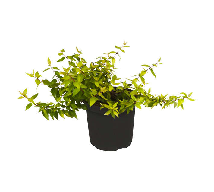 Abelia Lemon and Lime Brmgld Pot (150mm)