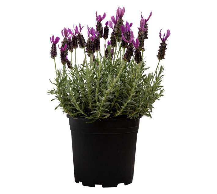 Colorweis Lavandula Stoechas (250mm)