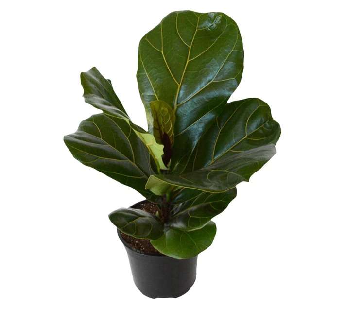 LVG Ficus Lyrata Plant (140mm)