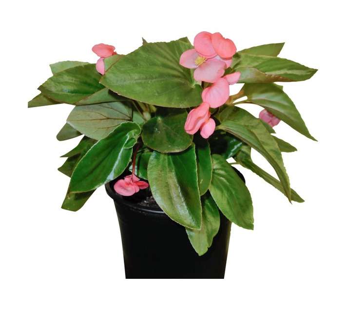 Colorweis Begonia Dragon Wings Pot - Pink (150 x 150 x 300mm)