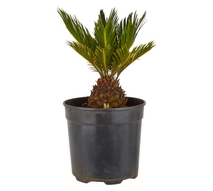 Highveld Roses Cycas Revoluta Potted Plant (170mm Pot)