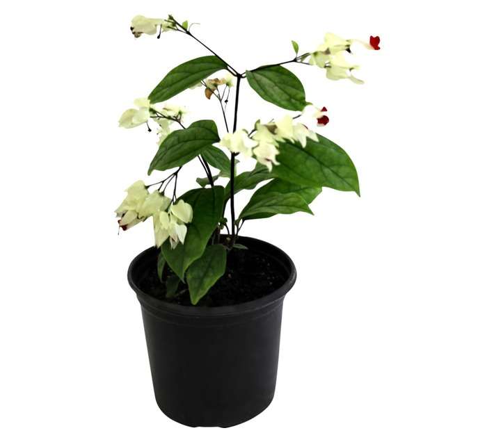 Clerodendrum Bleeding Hearts Potted Plants (150 x 150 x 250mm)