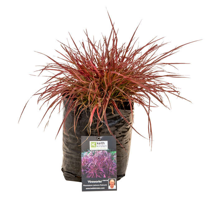 Colorweis Pennisetum Setaceum Fireworks Shrub -Purple (5L)