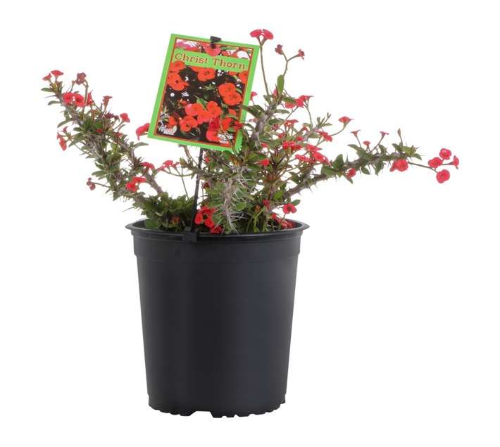 Euphorbia Milii Pot - Red (200mm)
