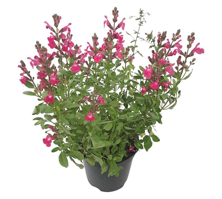 Tuberflora Salvia Plant (150mm)