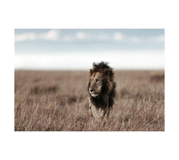 Design House Sahara Lion Canvas Print - Multicoloured (650 x 450mm)