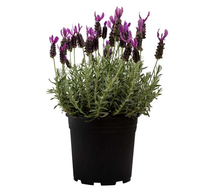 Colorweis Lavandula Pot (250mm)