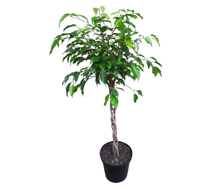 Airely Farms Ficus Braided Potted Plant - Assorted (150mm)