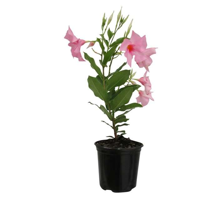 Dipl Diamantina Tourmaline Rose (15cm Pot)