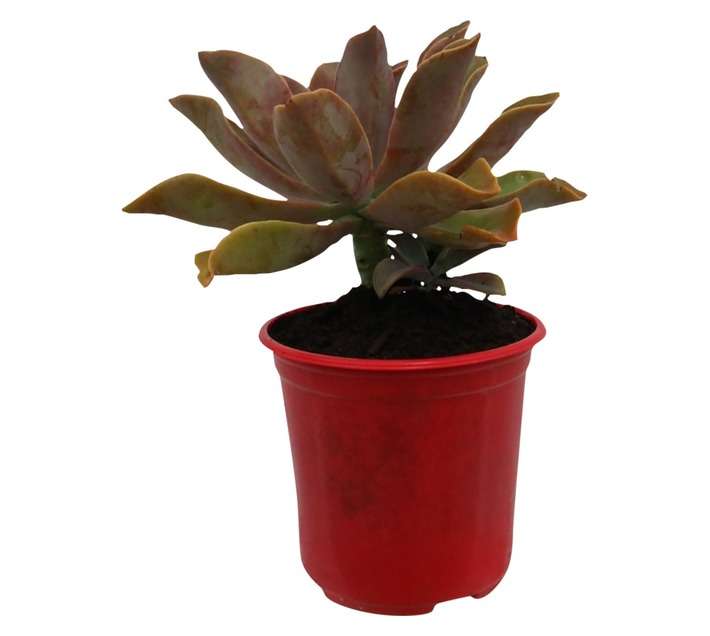 Graptoveria Assorted (15cm Pot)