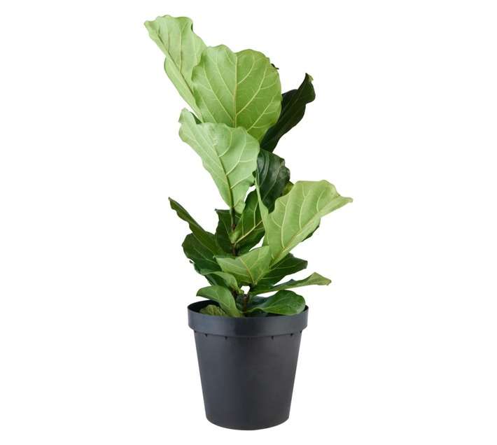 Plantimex Fictus Lyrata 1PP Potted Plant (300mm)